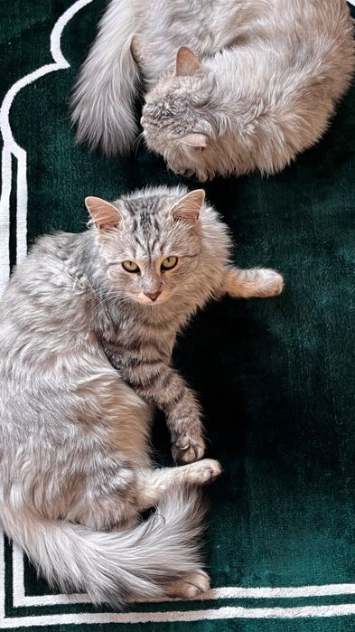 Шотландский Мейн-кун