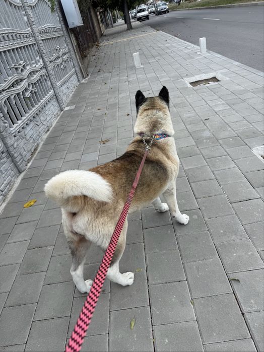 Америкаска акита кученца мъжки и женски