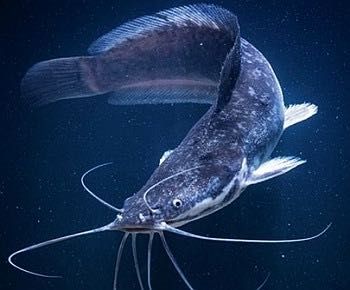 Малек Африканский сом от 1000 штук