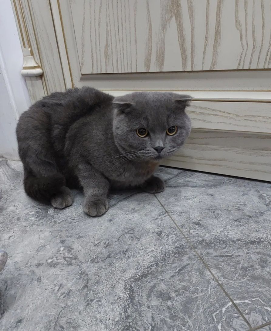 Скотиш-фолд кошка