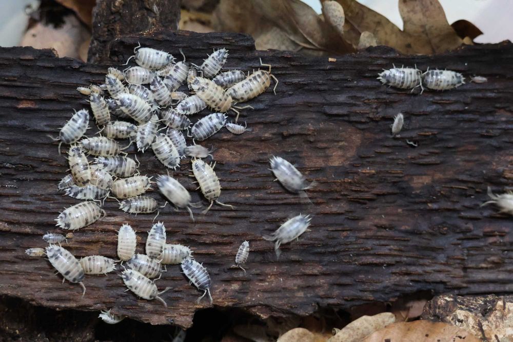 Izopode Porcellio laevis "Dairy Cow"