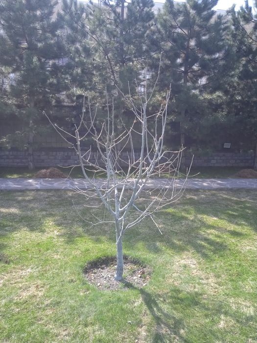 Обрезка деревьев опрыскивание