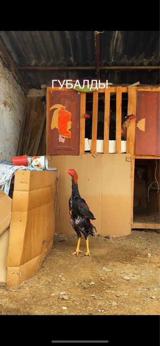 Сатылады иун де шыққан