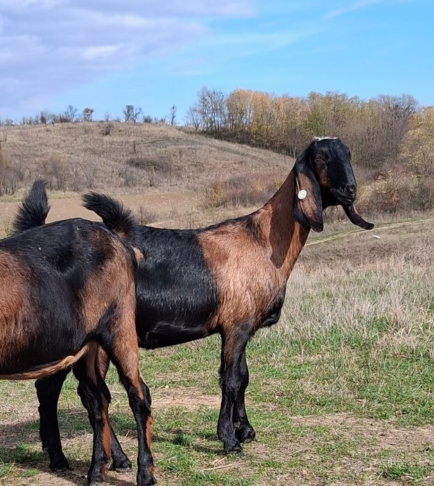 Vând 2capre Anglo Nubiene cu Pedigree