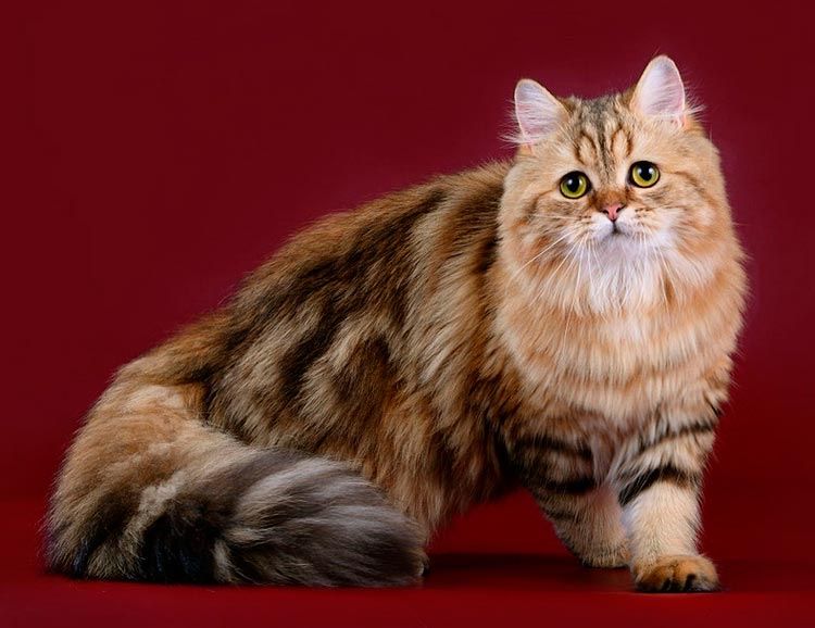 Шотланский Скоттиш Фолд!