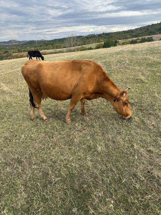 Свободни животни обл Хасково