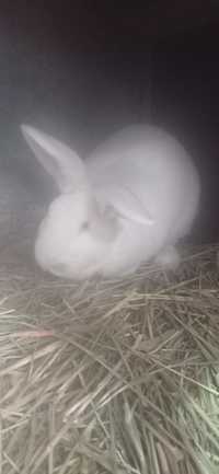 Кролики,белый великан