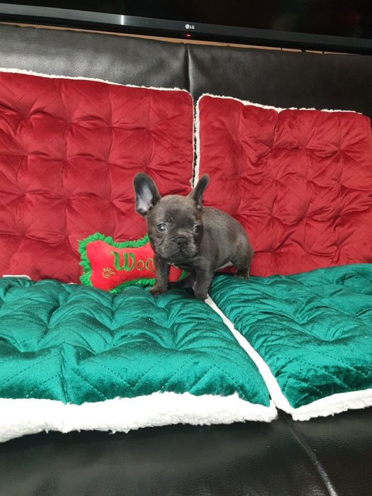 Bulldog francez blue mascul