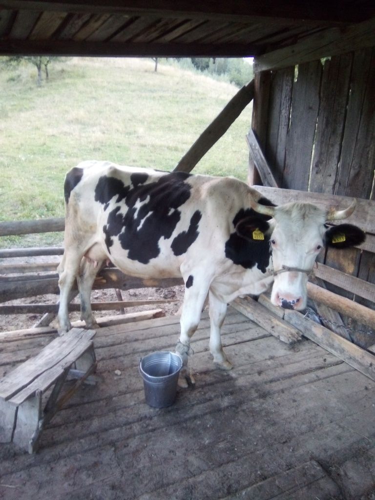 Vând vacă bălțată românească neagră