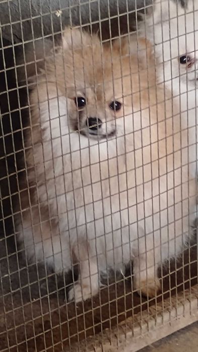 Продавам померанчета