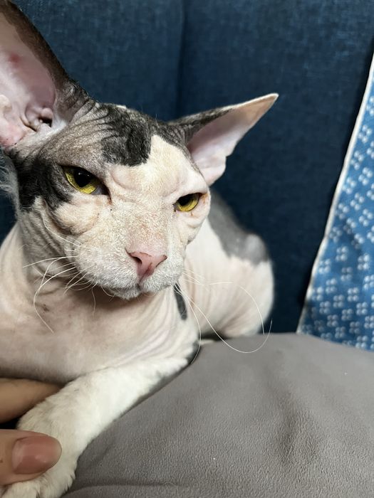 Вязка канадского сфинкса