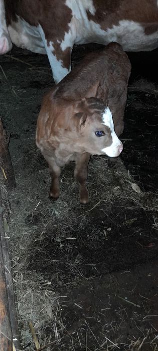 Vând vițea bălțată românească