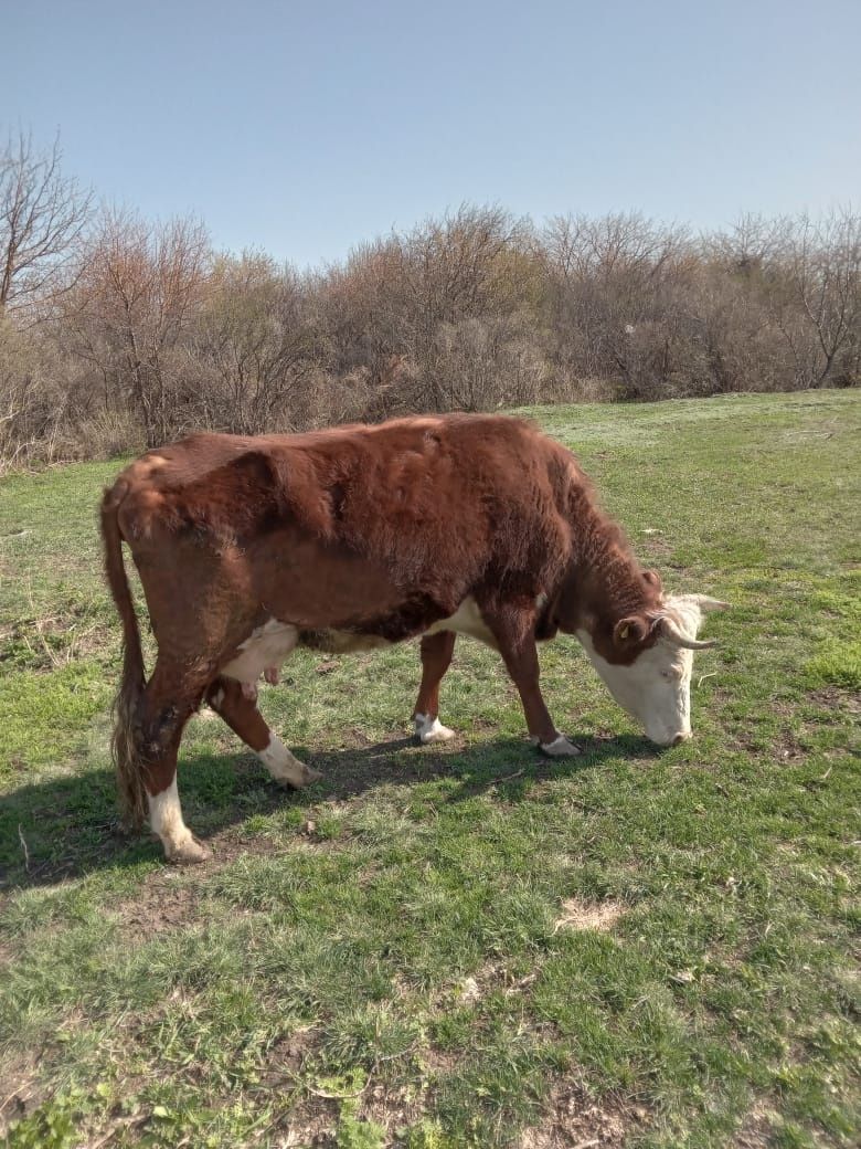 Корова с теленком и бычком