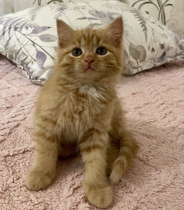 котенок девочка