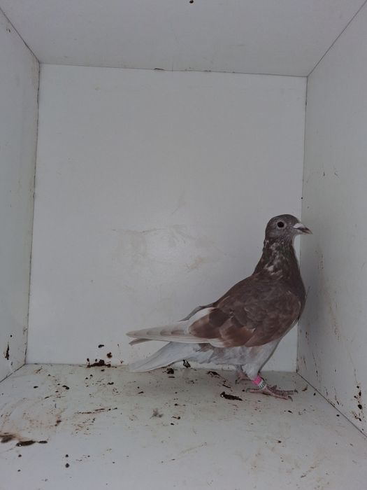 Porumbei voiajori, femele si tineret