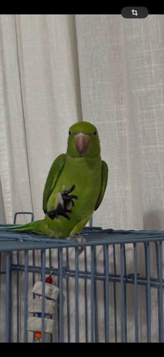 Papagal Micul Alexandru