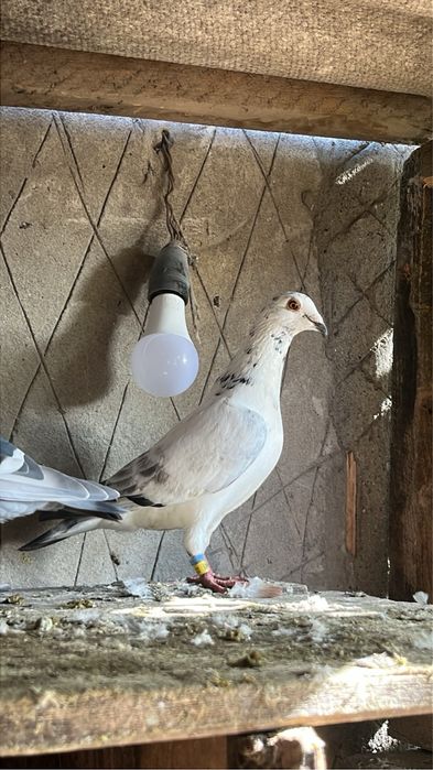 porumbei voiajori puii si maturi