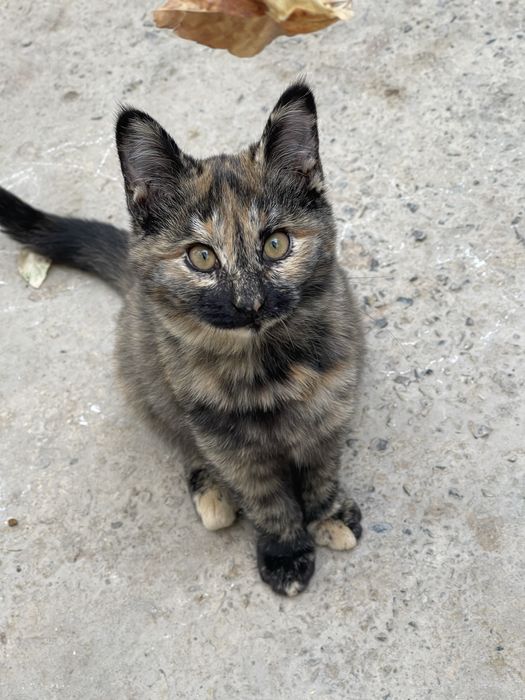 Отдам котенка (самка) бесплатно в добрые руки