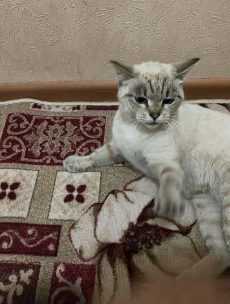 Кошка Сиамская