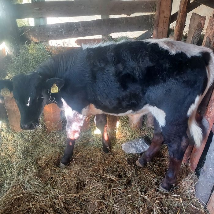 Vînd vițel și vițică