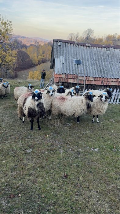 De vanzare,28 de oi breze si bucalai din breze