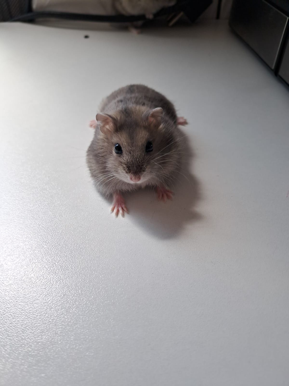 Vand pui de hamsteri