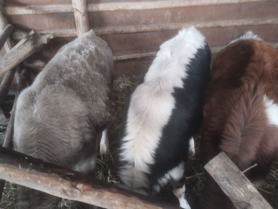 Продам телят этого года