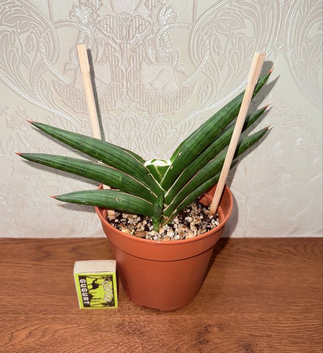 Сансевиерия, комнатные растения, комнатные цветы