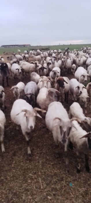 Vând oi tinere si miele