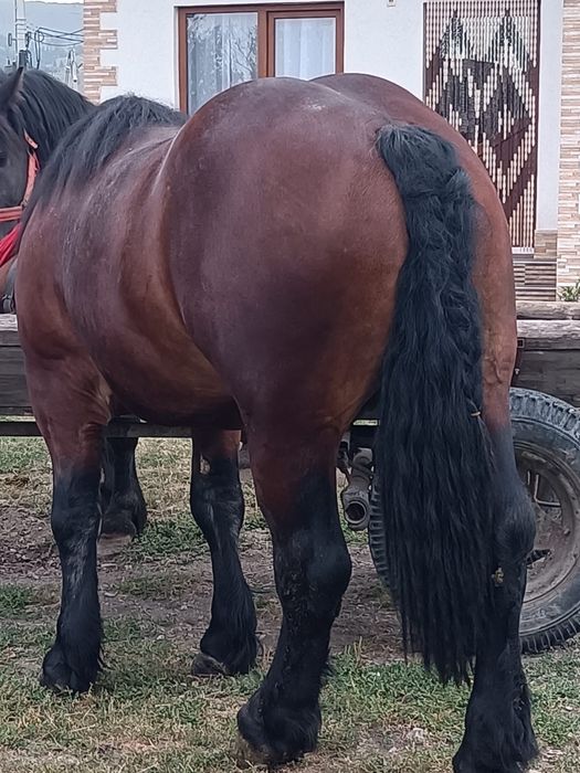 Armăsar de 2 ani jumate de vânzare