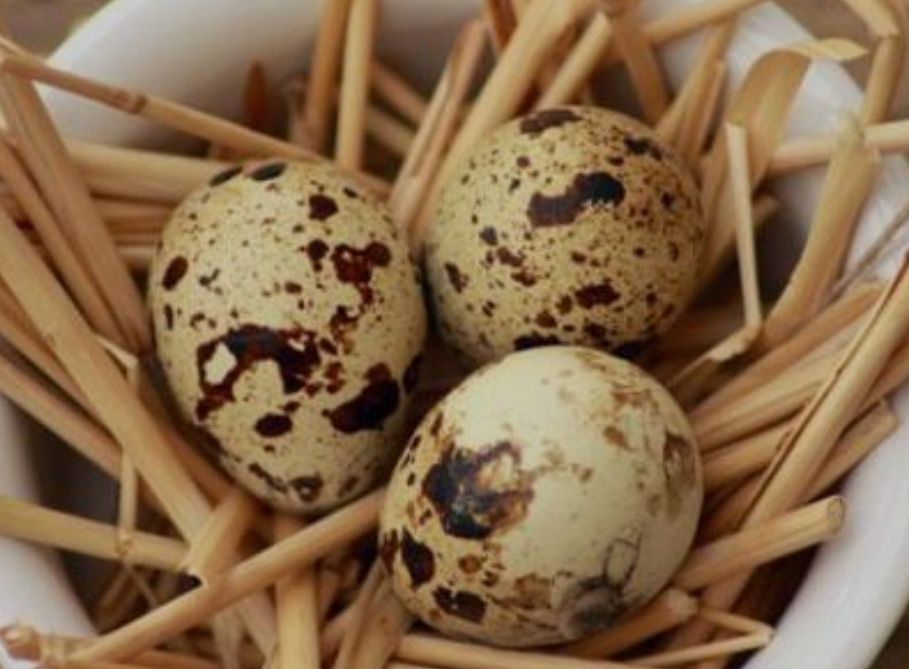 Vând oua prepelițe pentru incubat sau consum