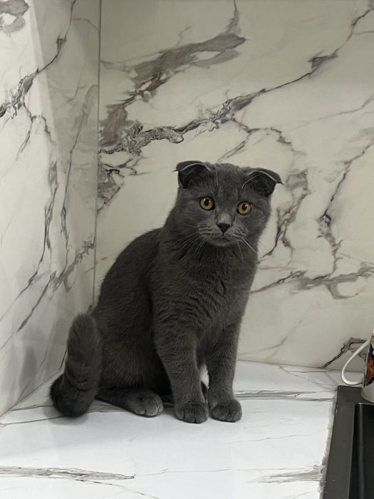 Scottish Fold(шотландские вислоухие )