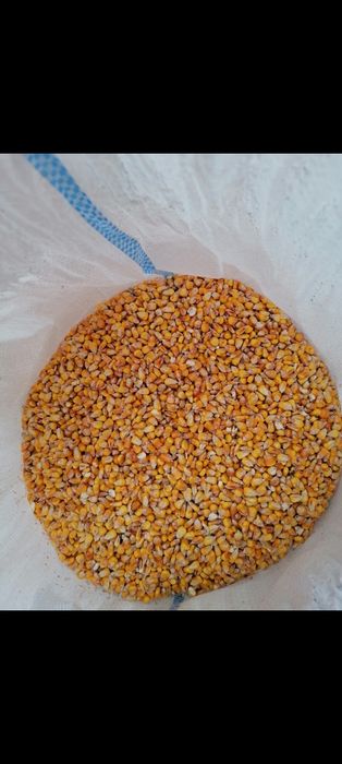 Vând grăunte uscate la uscator