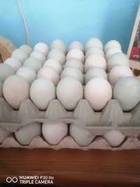 Оплодени яйца от  патици