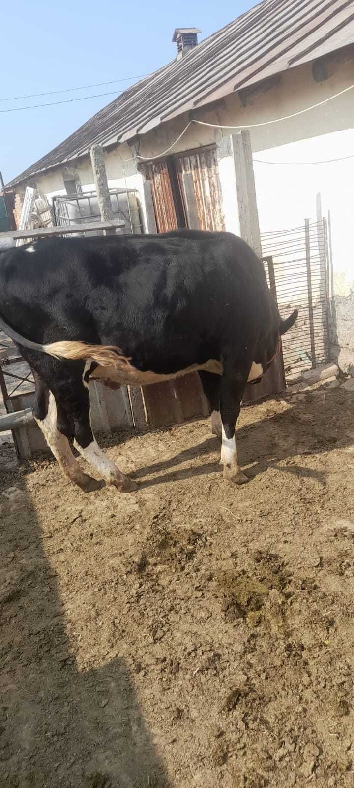 Vand Vaca si Aparat de muls