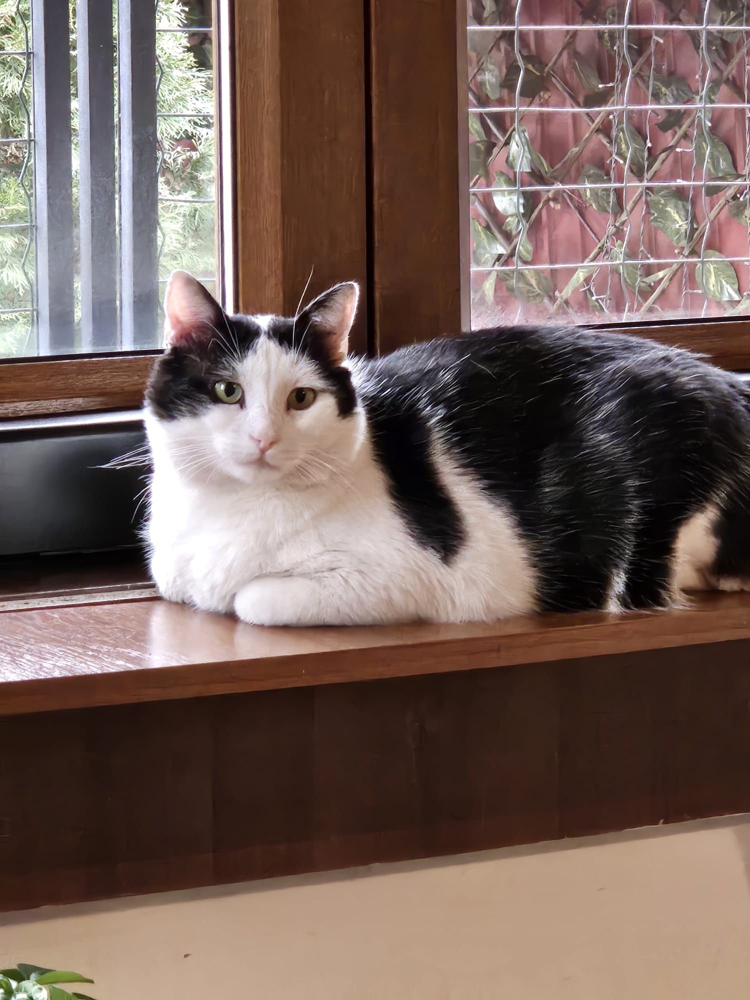 Adoptie motan castrat Hellas