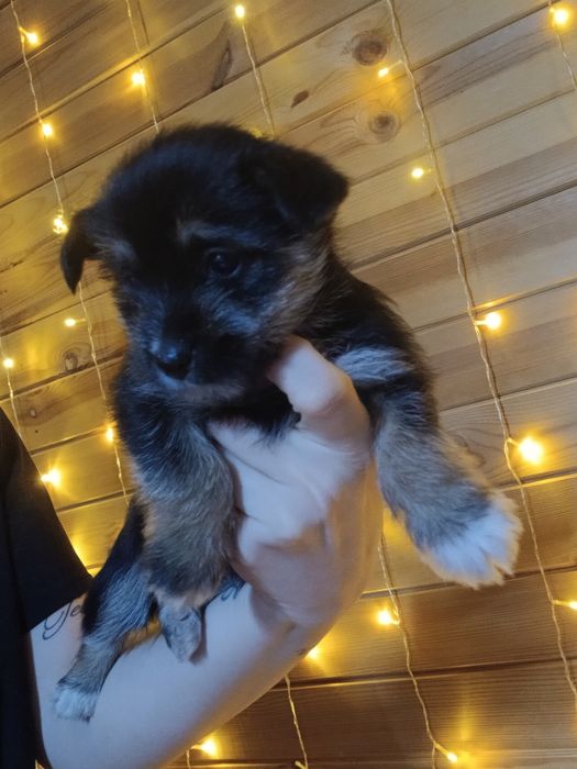 Кученца йорки - шпиц