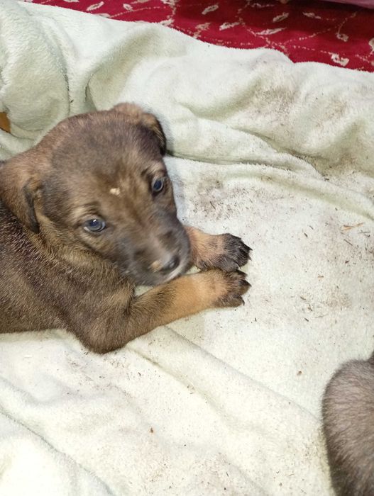 Catei spre adopție URGENT