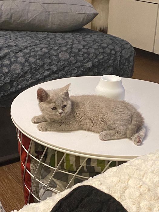 Pisoi British 2 luni