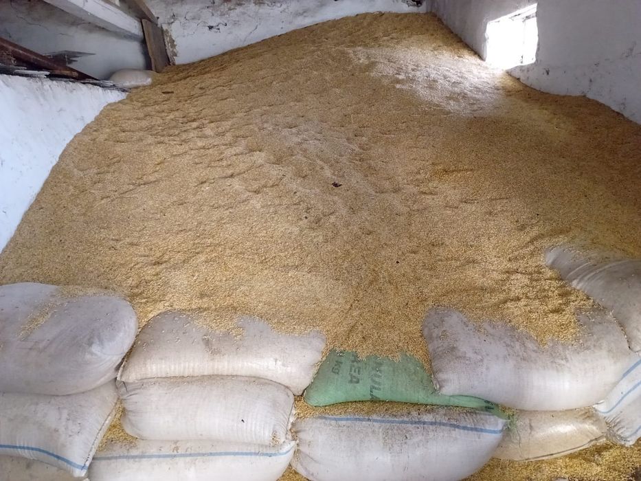 Orz de vânzare.  Producție 2025