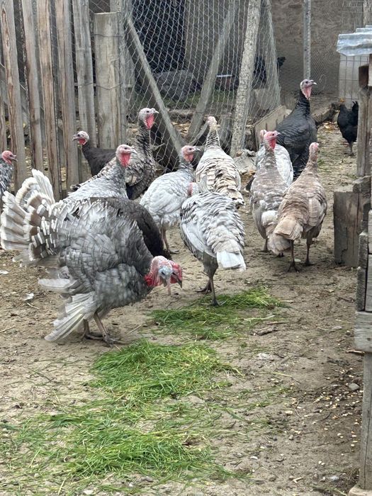 Vand curci de anul trecut si de snul asta