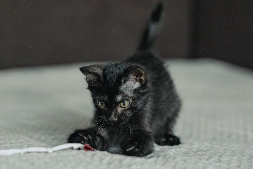 Котенок в поиске дома