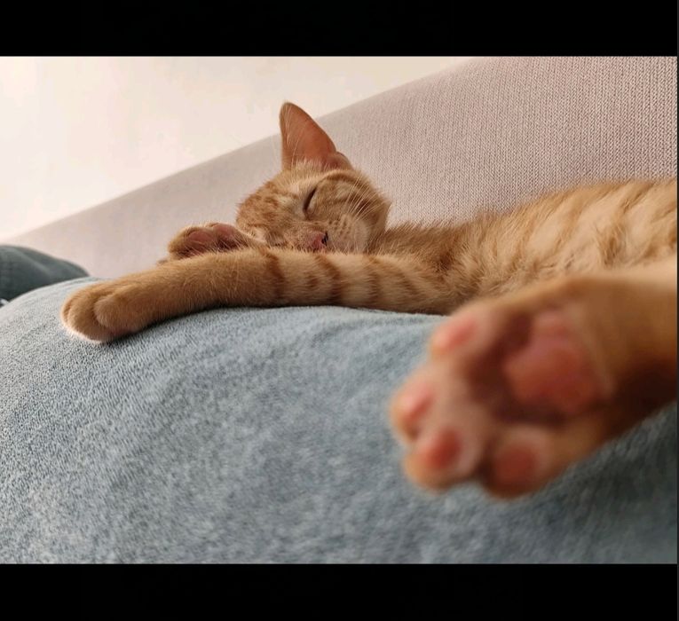 СПЕШНО: бебе коте търси дом