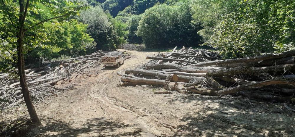 Lemne de foc la 320 lei metru esență tare