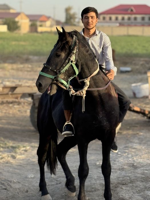 Той сотилади зоти россия бн фриз қўшилган.