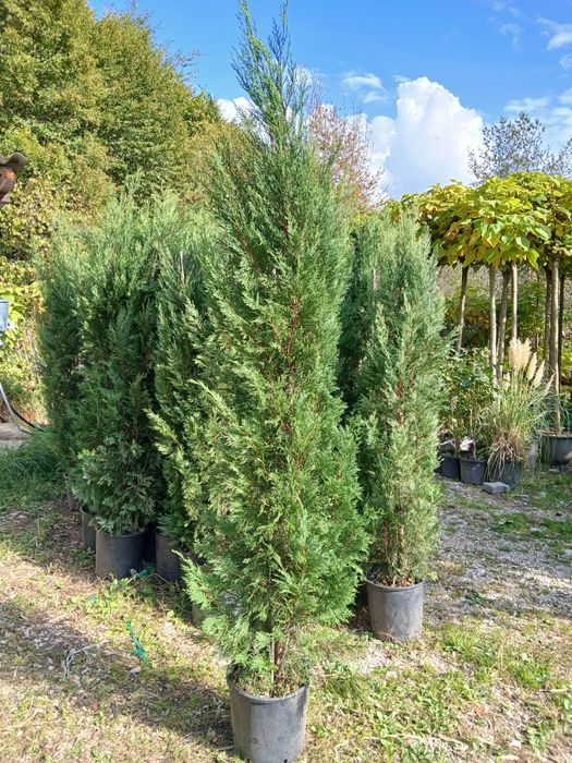 Tuia leylandi gard veșnic verde