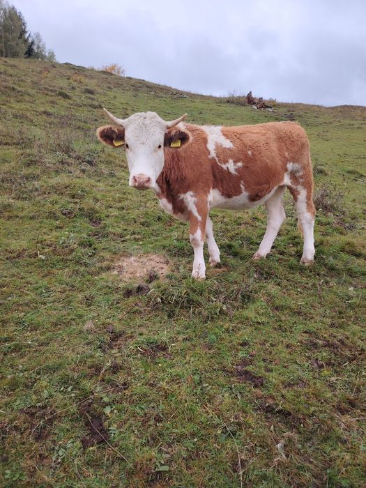 Vaci de vânzare  muntele rece cluj