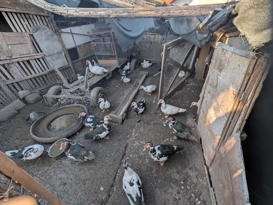 Rațe leșești de anul acesta