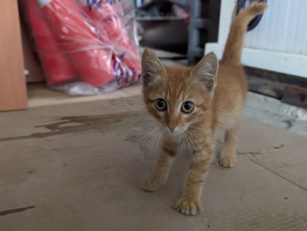 Котенце си търси дом!
