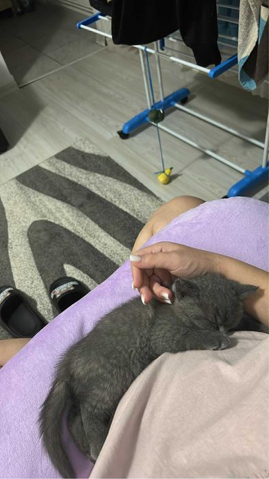 Scottish Fold Băiat